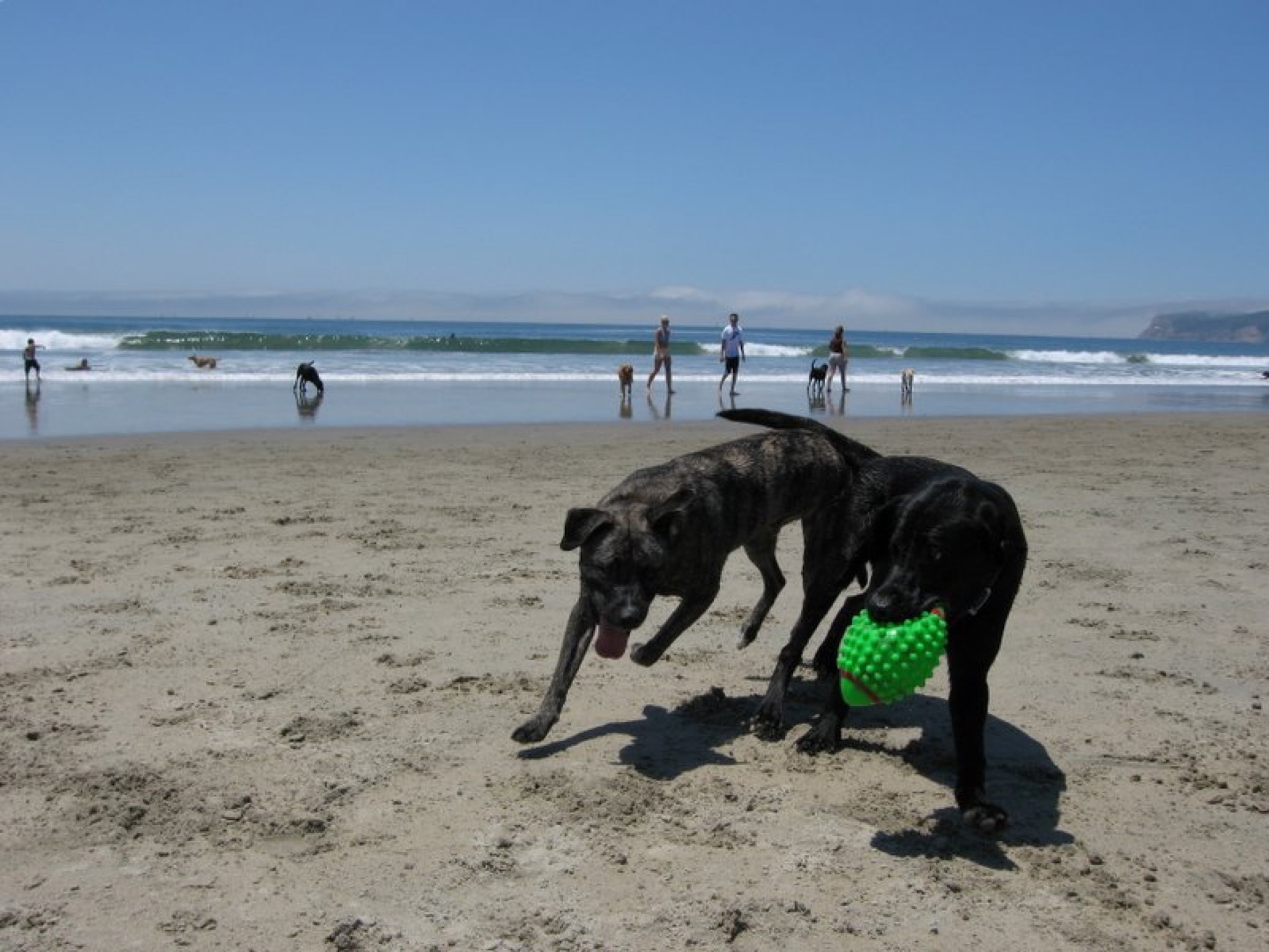Coronado Dog Beach (North Beach)