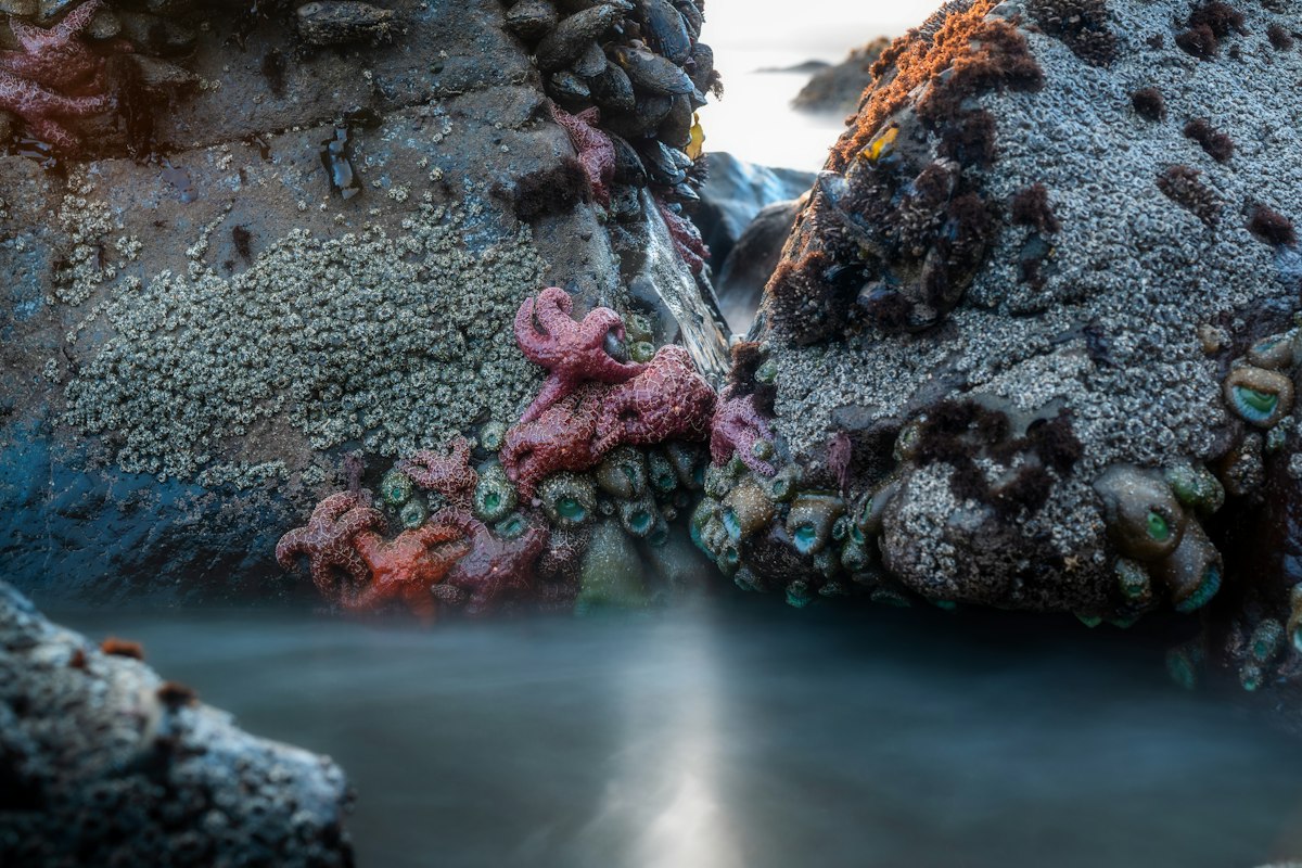 Aggregating Anemone Colony (Anthopleura elegantissima) in Coronado tide pools