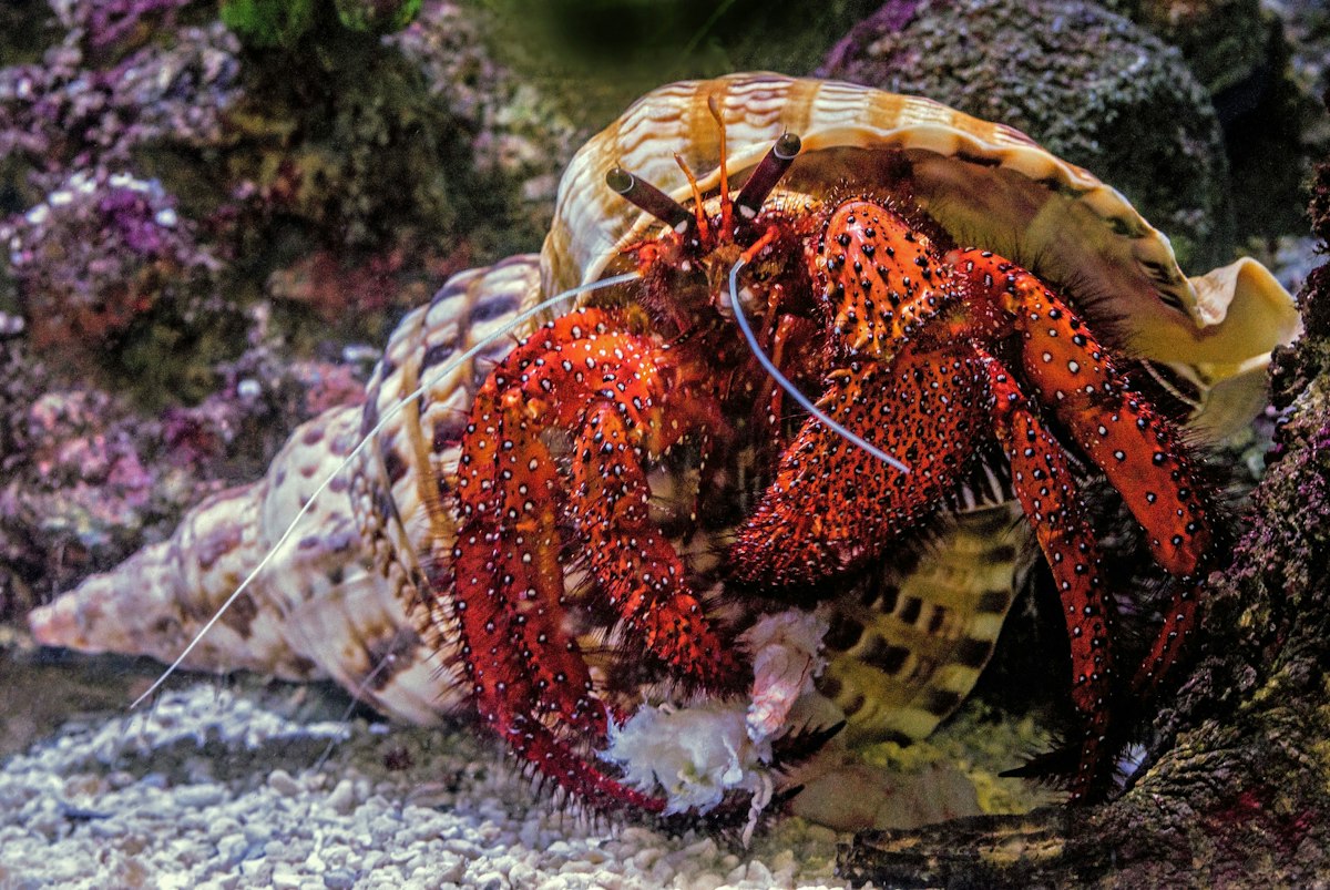 Pacific Hermit Crab (Pagurus samuelis) in Coronado tide pools