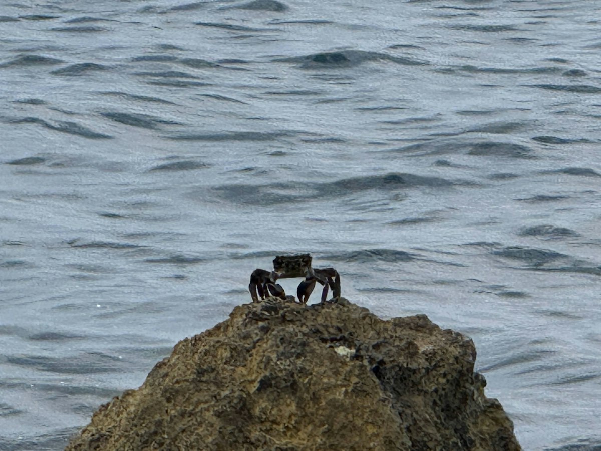 Striped Shore Crab (Pachygrapsus crassipes) in Coronado tide pools